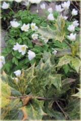 Pieris japoński Variegata Pieris japonica Variegata