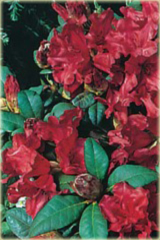 Rododendron repens Bad Eilsen Rhododendron repens Bad Eilsen