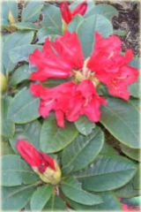 Rododendron repens Bengal Rhododendron repens Bengal