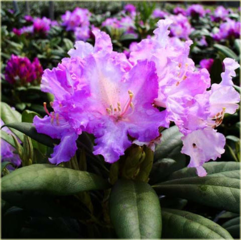 Rododendron jakuszimański Caroline Allbrook - Rhododendron yakushimanum Caroline Allbrook