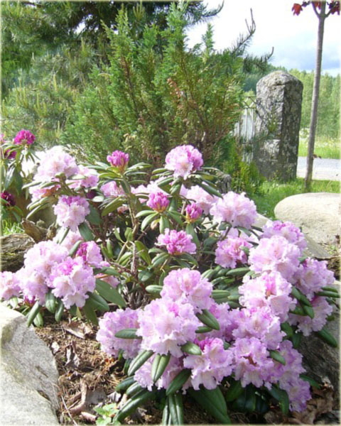Rododendron jakuszimański Caroline Allbrook - Rhododendron yakushimanum Caroline Allbrook