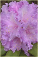 Rododendron jakuszimański Caroline Allbrook - Rhododendron yakushimanum Caroline Allbrook