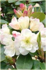 Rododendron wielokwiatowy Creamy Chifon Rhododendron Creamy Chifon