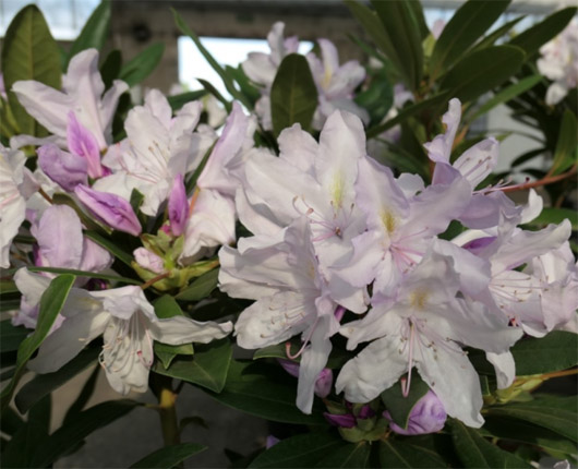 Rododendron czeski Bezdez biało-jasnofioletowy Rhododendron Bezděz