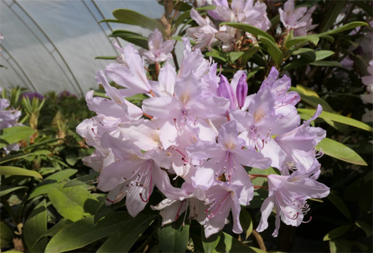 Rododendron czeski Bezdez biało-jasnofioletowy Rhododendron Bezděz