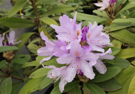 Rododendron czeski Bezdez biało-jasnofioletowy Rhododendron Bezděz