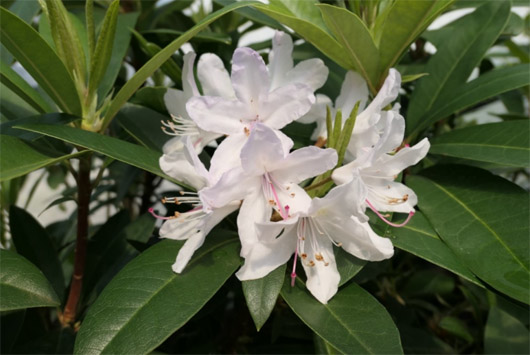 Rododendron czeski Bezdez biało-jasnofioletowy Rhododendron Bezděz