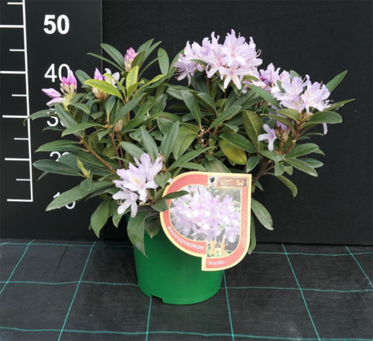 Rododendron czeski Bezdez biało-jasnofioletowy Rhododendron Bezděz