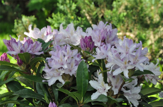 Rododendron czeski Bezdez biało-jasnofioletowy Rhododendron Bezděz