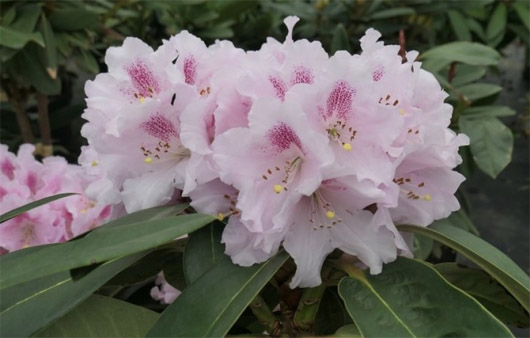 Rododendron czeski lilioworóżowy Bouzov, Rhododendron calophytum-hybrid Bouzov