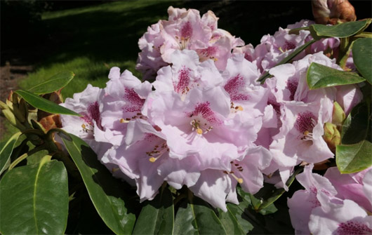 Rododendron czeski lilioworóżowy Bouzov, Rhododendron calophytum-hybrid Bouzov