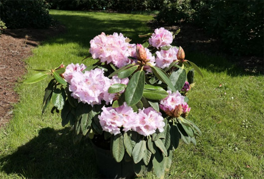 Rododendron czeski lilioworóżowy Bouzov, Rhododendron calophytum-hybrid Bouzov