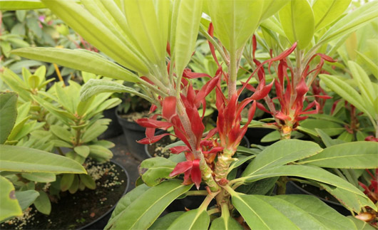 Rododendron czeski lilioworóżowy Bouzov, Rhododendron calophytum-hybrid Bouzov