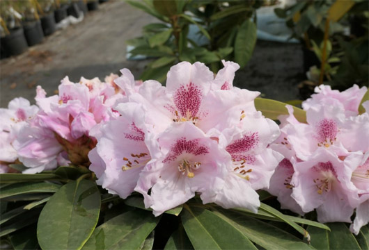 Rododendron czeski lilioworóżowy Bouzov, Rhododendron calophytum-hybrid Bouzov