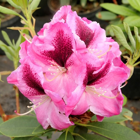 Rododendron czeski Děvín różowy z łatką, Rhododendron hybrid Děvín