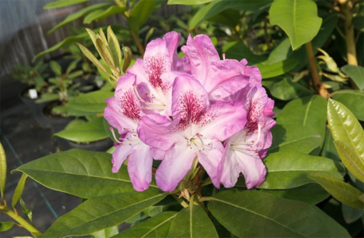 Rododendron czeski Jested, Rhododendron hybrid Ještěd