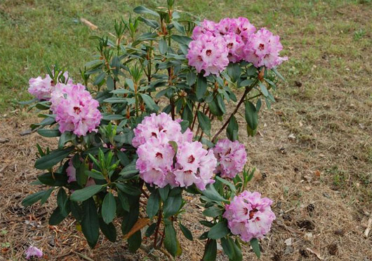 Rododendron czeski Karlštejn, rhododendron Karlstejn