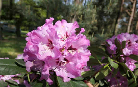 Rododendron czeski Karlštejn, rhododendron Karlstejn
