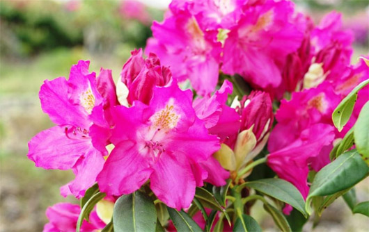 Rododendron czeski Klic, Rhododendron hybrid Klíč