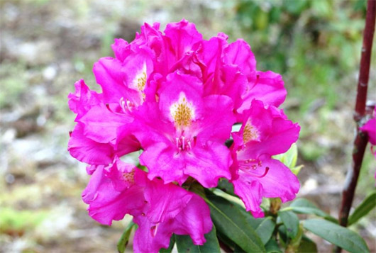 Rododendron czeski Klic, Rhododendron hybrid Klíč