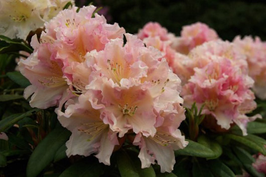 Rododendron czeski Kotnov, Rhododendron Kotnov