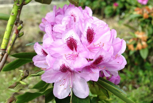 Rododendron czeski Libin, Rhododendron Libin