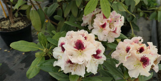 Rododendron czeski Orlik, Rhododendron Orlik