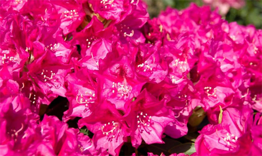 Rododendron czeski Rip, Rhododendron Rip