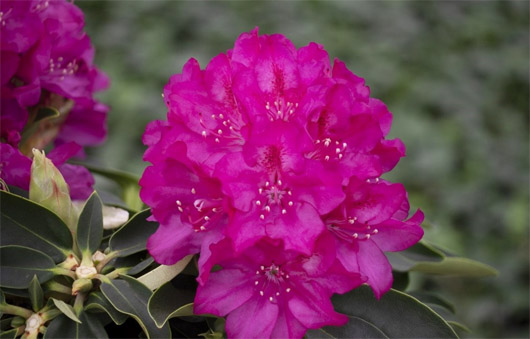 Rododendron czeski Rip, Rhododendron Rip