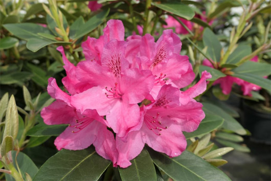 Rododendron czeski Sovinec, Rhododendron Sovinec