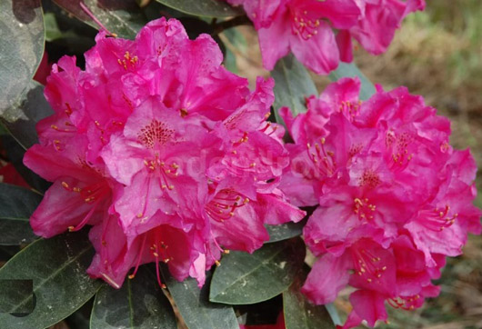 Rododendron czeski Sovinec, Rhododendron Sovinec
