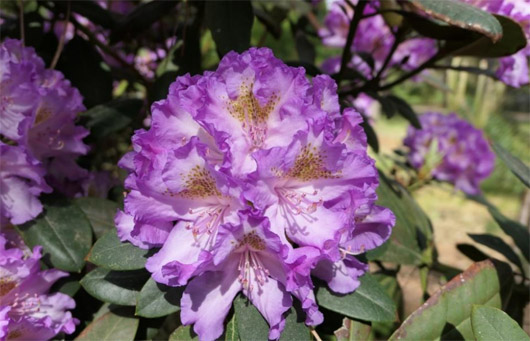 Rododendron czeski Strekov, Rhododendron Strekov