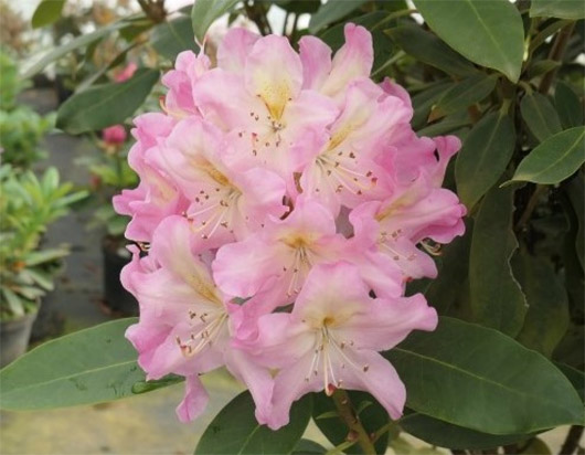 Rododendron czeski Svihov, Rhododendron Svihov