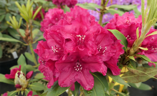 Rododendron czeski Vranov, Rhododendron Vranov