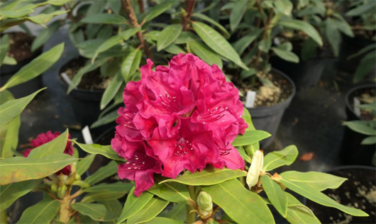 Rododendron czeski Vranov, Rhododendron Vranov