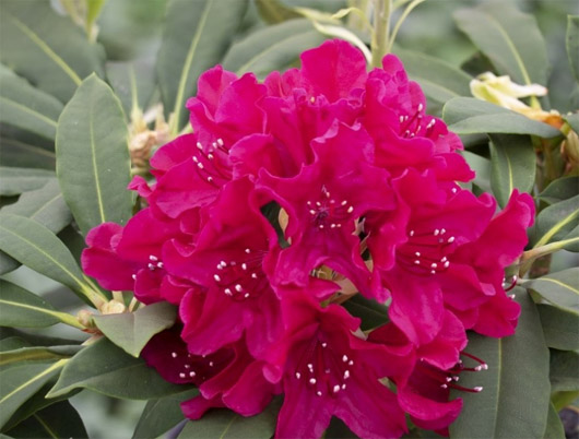 Rododendron czeski Vranov, Rhododendron Vranov