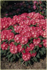 Rododendron jakuszimański Daniela Rhododendron yakuxhimanum Daniela