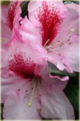 Rododendron wielkokwiatowy Diadem Rhododendron Diadem