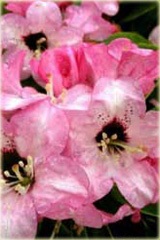 Rododendron wielkokwiatowy Dominik Rhododendron Dominik