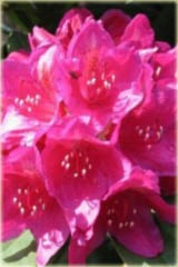 Rododendron wielkokwiatowy Dr.H.C.Dresselhuys Rhododendron Dr.H.C.Dresselhuys 