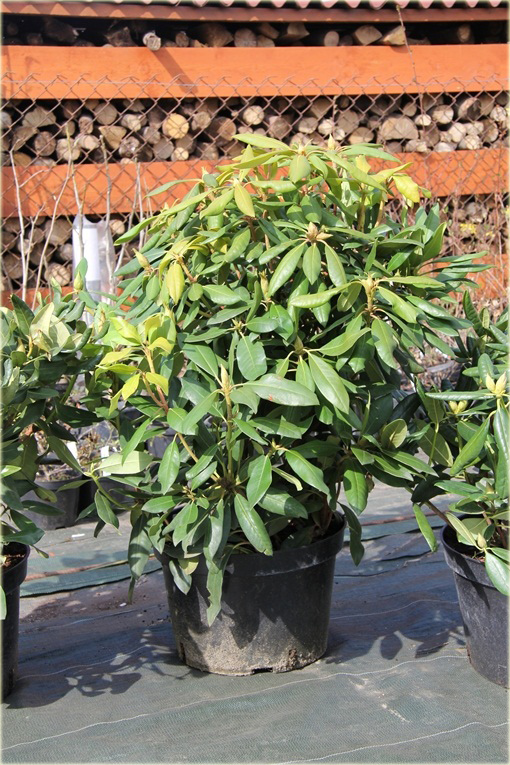 Rododendrony duże w doniczkach 15 litrowych