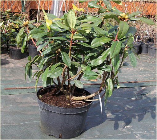 Rododendrony duże w doniczkach 15 litrowych