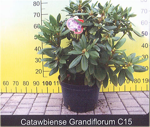 Rododendrony duże w doniczkach 15 litrowych