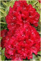 Rododendron wielkokwiatowy Erato Rhododendron Erato