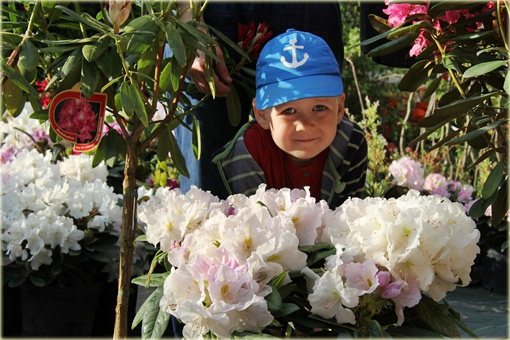 Rododendron wielkokwiatowy Eskimo - Rhododendron Eskimo