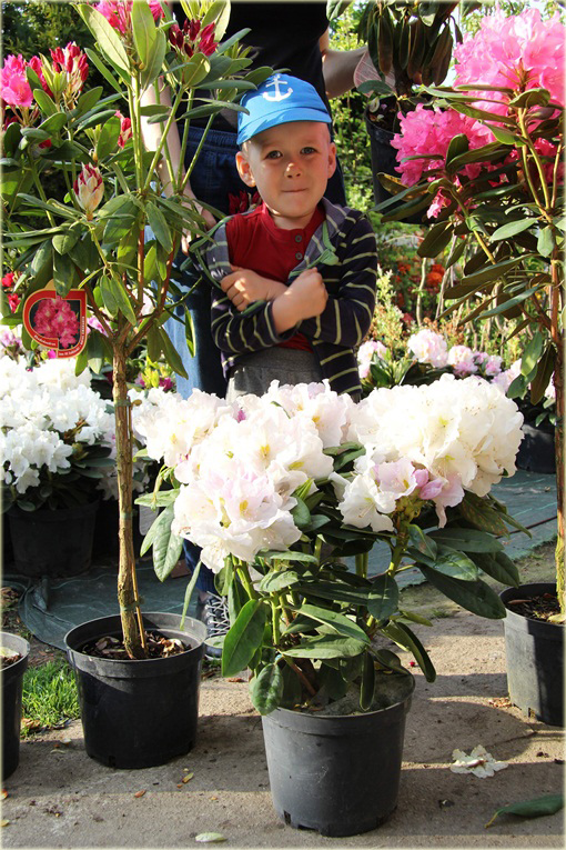 Rododendron wielkokwiatowy Eskimo - Rhododendron Eskimo