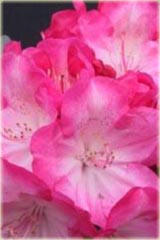 Rododendron jakuszimański Fantastica Rhododendron yakushimanum Fantastica