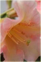 Rododendron wielkokwiatowy Flautando Rhododendron Flautando