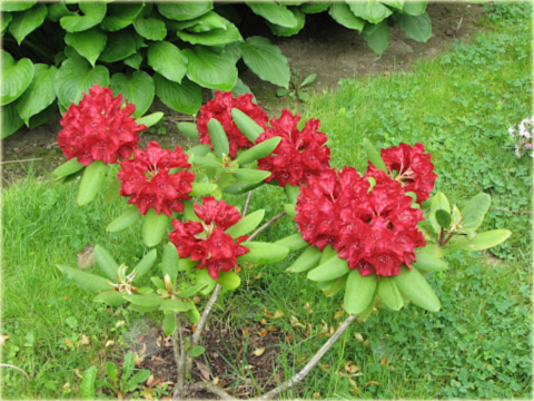 Rododendron wielkokwiatowy Francesca ciemnoczerwony Rhododendron Francesca