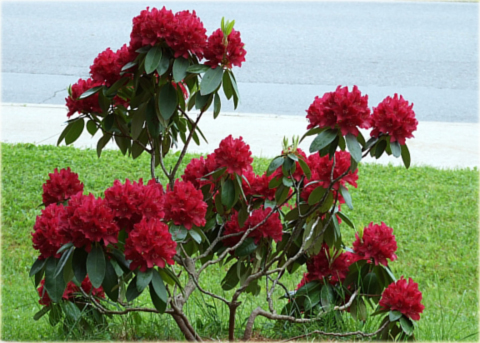 Rododendron wielkokwiatowy Francesca ciemnoczerwony Rhododendron Francesca